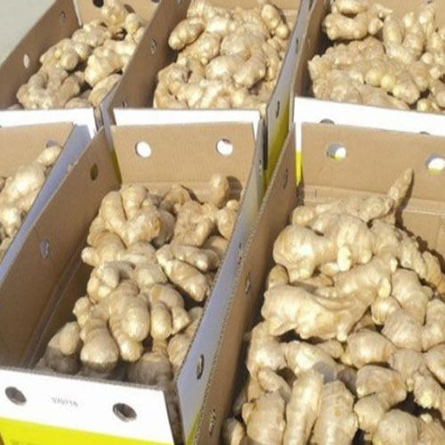 Ginger Exporters In Qatar